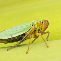 Leafhopper - Cicadella viridis 